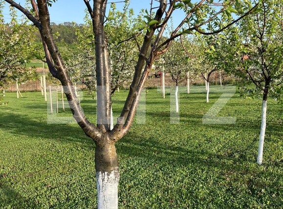 Casa de vânzare 4 camere Ceuasu de Câmpie - 136356CV | BLITZ Târgu Mureș | Poza25