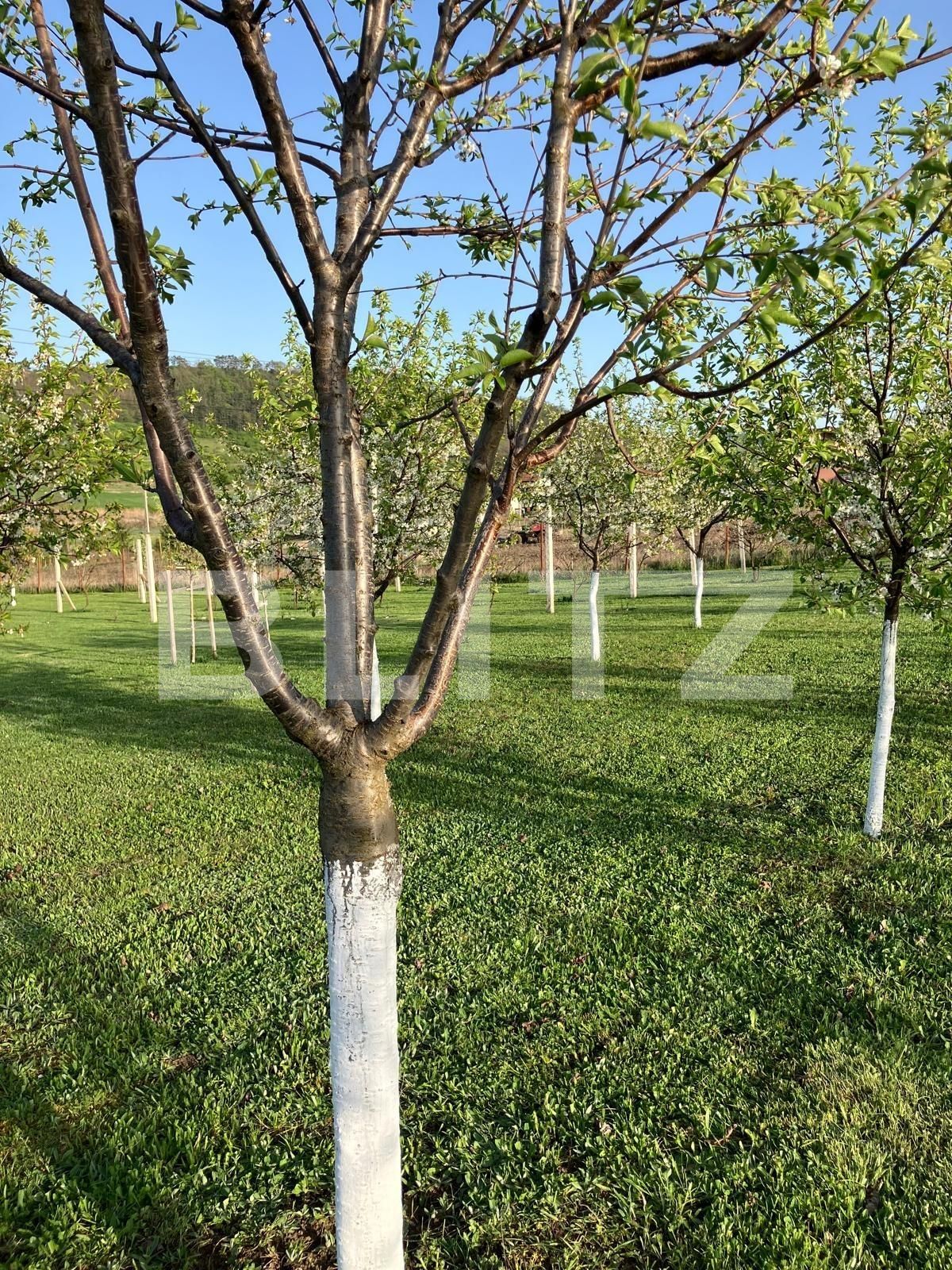 Casa de vânzare 4 camere Ceuasu de Câmpie - 136356CV | BLITZ Târgu Mureș | Poza25