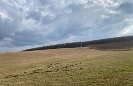 Teren de 45.750 mp, Sângeorgiu de Mures