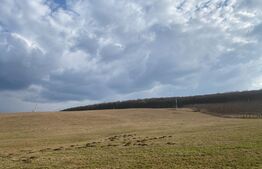 Teren de 45.750 mp, Sângeorgiu de Mures