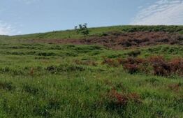 Teren extravilan, 24 ha, sat Saniacob, com. Atintis