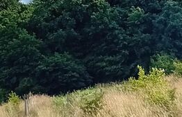 Teren intravilan, zona Corunca, 800mp