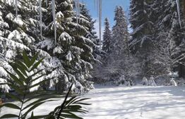 Cabana  cu teren 1364mp, zona Bucin