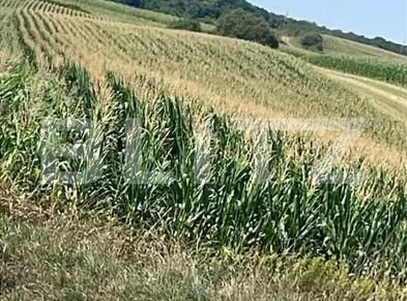 Teren de vânzare Periferie - 155381TV | BLITZ Târgu Mureș | Poza2