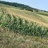 Teren de vânzare Acățari - 155381TV - Poza 1 din 2 | BLITZ Târgu Mureș | Poza1