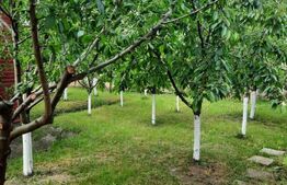Casa de vanzare in Bogata de Mures