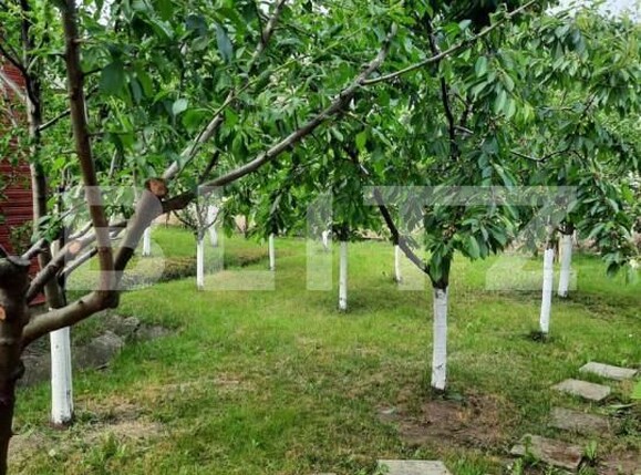 Casa de vânzare 2 camere Bogata - 164105CV | BLITZ Târgu Mureș | Poza6