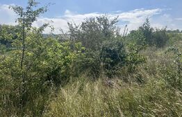 Teren 1400 mp, intravilan – Viile Dealul Mic, zonă liniștită