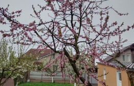 Casa de vanzare in Ernei