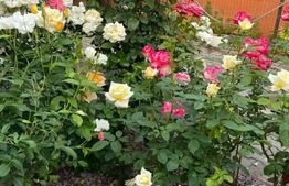 Casa de vanzare, 175 mp, teren 6 ari, zona Unirii