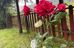 Casă de vacanță / cabană Câmpu Cetății – 2460 mp teren