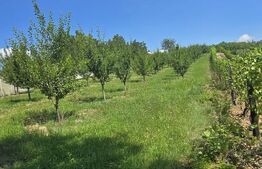 Livada de vanzare, 16.000 mp, zona Hodac
