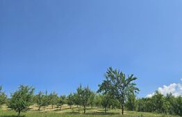 Livada de vanzare, 16.000 mp, zona Hodac