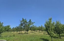 Livada de vanzare, 16.000 mp, zona Hodac