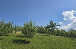 Livada de vanzare, 16.000 mp, zona Hodac