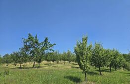 Livada de vanzare, 16.000 mp, zona Hodac