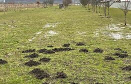 Teren de vanzare, 56 ari, zona Brâncovenești