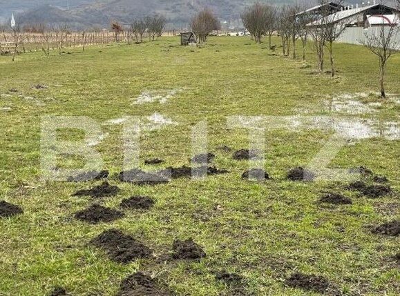 Teren de vânzare Brancovenesti - 208580TV | BLITZ Târgu Mureș | Poza3