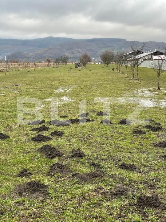 Teren de vânzare Brancovenesti - 208580TV | BLITZ Târgu Mureș | Poza3