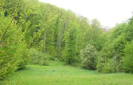 Teren intravilan de 2061 mp, intr-o zona superba a statiunii Sovata