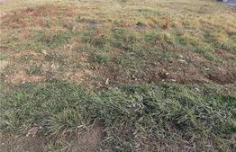 Teren intravilan, situat in camp, 10485 mp, in Sacalaz