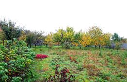 De investit! Casa individuala cu 346 mp utili, anexa de 71 mp, teren 1896 mp, Ghiroda