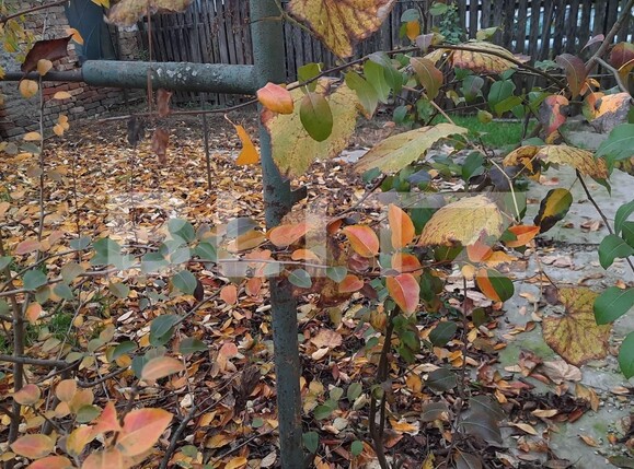 Casa de vânzare 5 camere Sacalaz - 102125CV | BLITZ Timișoara | Poza2