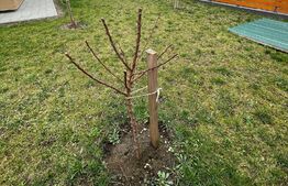 Ocazie! Apartament 114 mp+curte 238 mp în Dumbrăvița