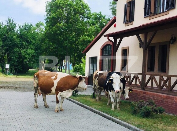 Casa de vânzare 30 camere Exterior Est - 113878CV | BLITZ Timișoara | Poza6