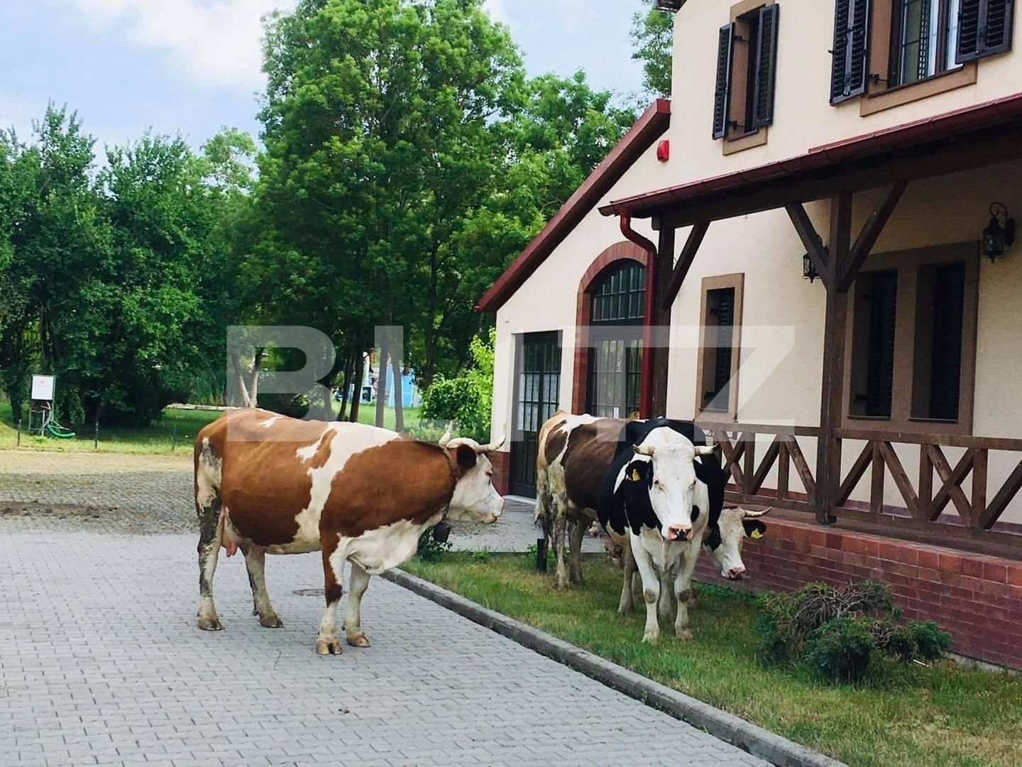 Casa de vânzare 30 camere Exterior Est - 113878CV | BLITZ Timișoara | Poza6