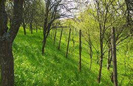 Casa de vacanta, zona Cheile Nerei, Caras Severin!