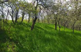 Casa de vacanta, zona Cheile Nerei, Caras Severin!