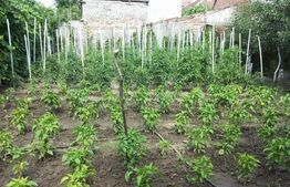 Casa individuala 3 camere, 291 mp, Girocului