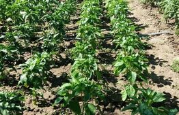 Casa individuala 3 camere, 291 mp, Girocului