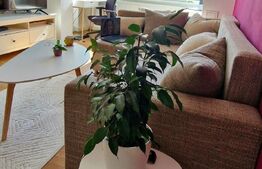 Casa 2 camere, 64mp, zona Lipovei