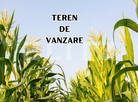 Teren de vânzare Giarmata - 123745TV | BLITZ Timișoara | Poza1