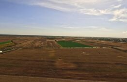 Oportunitate, 68.500 mp teren extravilan, intre Bucovat/Mosnita Veche!