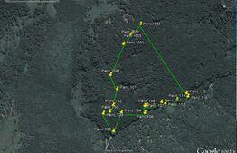 Padure matura de fag, 9 ha, Hunedoara