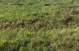 Teren de 17.000 mp, Caransebeș