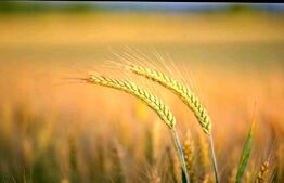 Teren agricol extravilan, 1585 Ha, zona Valea Muresului