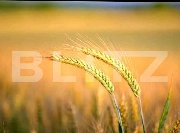 Teren de vânzare Exterior Nord - 129274TV | BLITZ Timișoara | Poza1