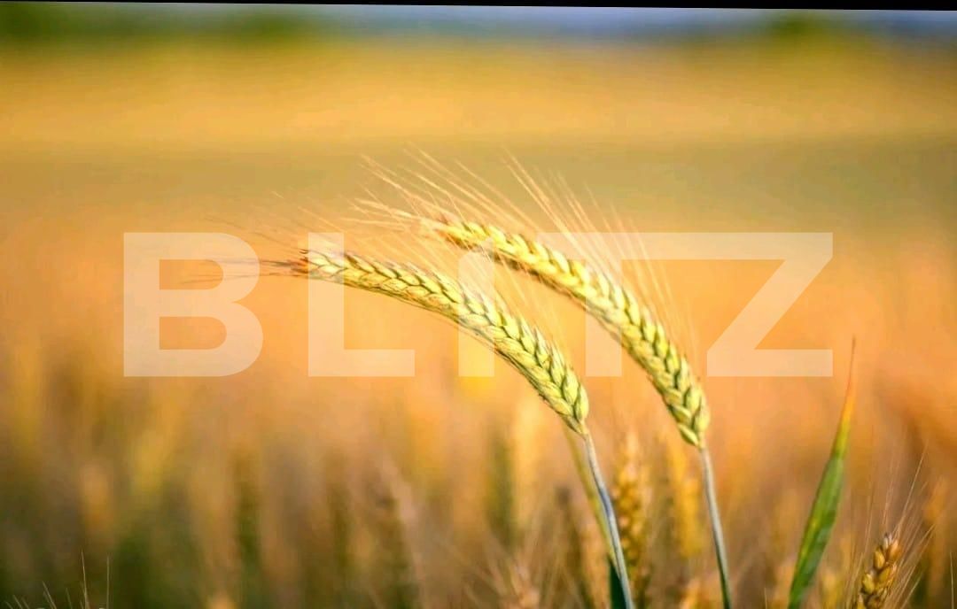 Teren de vânzare Exterior Nord - 129274TV | BLITZ Timișoara | Poza1