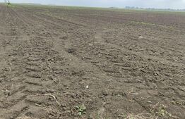 Teren intravilan, arabil, 39 ha, Sanmartinul Sarbesc