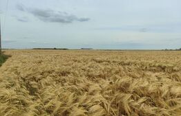 Teren intravilan, arabil, 39 ha, Sanmartinul Sarbesc