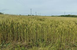 Teren intravilan, arabil, 39 ha, Sanmartinul Sarbesc