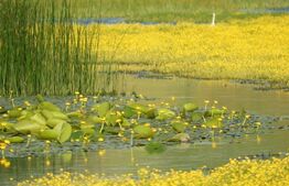 Teren, 120000mp, Insula Calinovat, Moldova Noua 