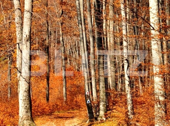 Teren de vânzare Exterior Sud - 134415TV | BLITZ Timișoara | Poza1