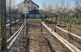 Teren de vanzare 1850 mp front de 20, Sanandrei!