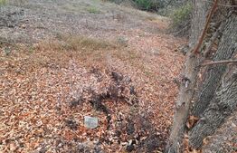 Ocazie, 1300 mp parcela intravilan, Mehala-Timisoara