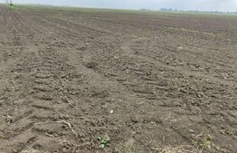 Teren intravilan, arabil, 39 ha, Sanmartinul Sarbesc